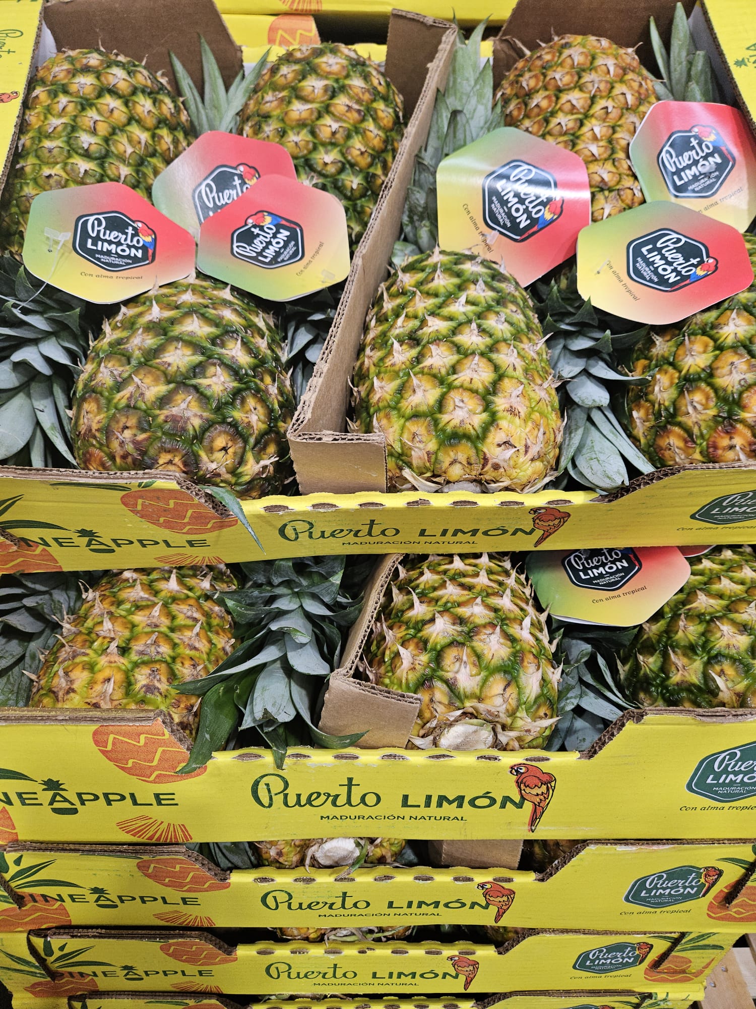 Pinya