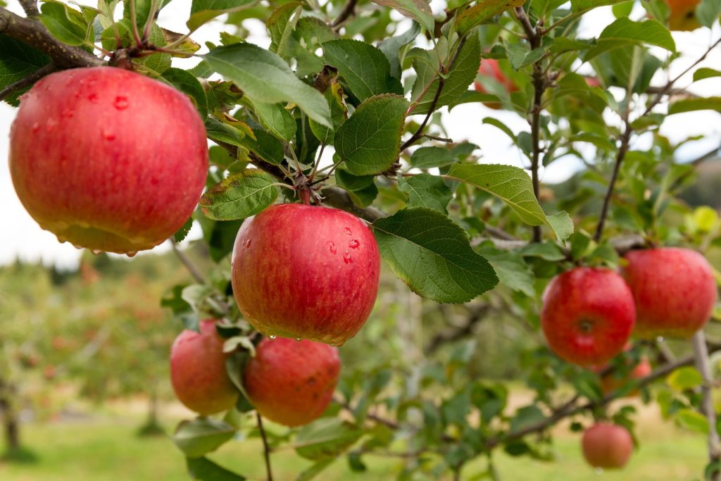 Pomes